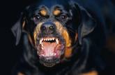 Смерть от зубов пса на Николаевщине: в дело внесена дополнительная квалификация