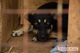 У ещё одной бездомной собаки нашли сердечный глист — в Николаеве началась эпидемия?