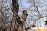 В центре Николаева проводят обрезку и снос аварийных деревьев. ФОТО