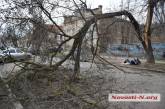 В центре Николаева дерево обвалилось на дорогу и перекрыло проезжую часть