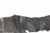 В Николаевском зоопарке появился новый житель - степной волк Вовчик с Кинбурнской косы