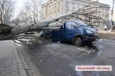 В центре Николаева на дорогу упал огромный тополь и раздавил ехавший микроавтобус. ВИДЕО