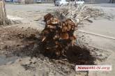 Деревопад в Николаеве: еще один тополь упал на ул. Декабристов
