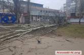 На проспекте Мира в Николаеве рухнул еще один тополь