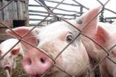 На Николаевщине обнаружили свиней с чумой