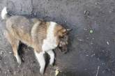 В селе под Николаевом неизвестные ездят по улицам и отстреливают собак