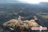 Жители Николаевщины показали последствия степных пожаров. ВИДЕО