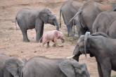В Африке родился слоненок с розовым цветом кожи. Видео