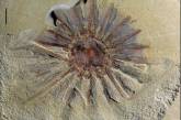 В Китае обнаружили морское существо с щупальцами вокруг рта - ему 518 миллионов лет
