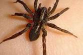 Каракурты открыли сезон: в Херсонской области паук укусил 25-летнюю девушку