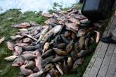 С 1 апреля в Украине запрещен вылов рыбы и раков