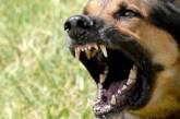 В Николаеве собаки напали на членов избирательной комиссии