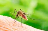 Ученые выяснили, какая песня лучше всего отпугивает комаров