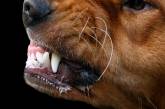 «Откуда пришла не знаем», - директор «Центр защиты животных» о бешеной собаке в Николаеве
