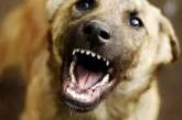 В Николаеве зоозащитники прячут агрессивных собак, нападающих на людей — директор КП «Центр защиты животных»
