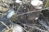 В лесопосадке на Николаевщине неизвестные незаконно вырубают деревья 