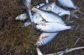 На Николаевщине четверо браконьеров ловили рыбу запрещенными снастями 