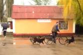В Николаеве засняли на видео стаю собак, нападающую на прохожих возле детсада
