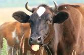 В Британии на коров надели ошейники с 5G