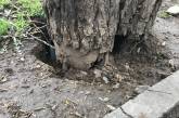 Николаевцы обеспокоены: аварийное дерево вот-вот упадет на дорогу 