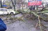 В Николаеве дерево упало на проезжую часть, заблокировав проезд