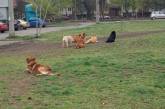 «Місто для собак — Миколаїв»: горожане массово жалуются на бездомных животных