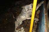 «В холоде и голоде», - николаевцы пожаловались на соседей за жестокое обращение с животными