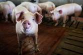 Ученые из США сумели оживить мозг мертвой свиньи