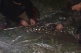 На Николаевщине поймали браконьера с креветочными сетями