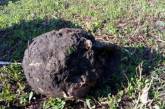На Харьковщине собака притащила хозяевам человеческий череп