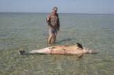 На берег Кинбурнской косы выбросило еще двух убитых дельфинов