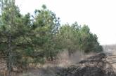 В Николаевской области объявлен 4-й класс пожарной опасности: берегите лес от огня!