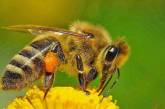 На Николаевщине из-за пестицидов погибли несколько десятков пчелиных семей