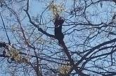 В Николаеве спасли котенка, три дня просидевшего на дереве — его уже начали клевать вороны
