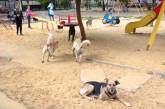 «Страшно гулять с детьми»: в Николаеве на детской площадке обжилась стая собак