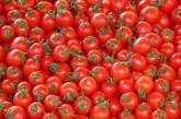 В Николаевскую область из Турции завезли зараженные помидоры