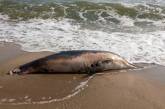 На центральном пляже в Очакове нашли зарубленного винтами дельфина