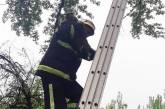 В  Николаеве спасатели помогли серенькому Персику спуститься с дерева