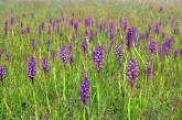 На Николаевщине зацвело орхидное поле, которое спасли от уничтожения
