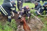 В Николаеве спасли корову, провалившуюся в глубокий колодец с водой