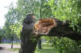 В Николаеве  дерево рухнуло на пенсионеров
