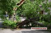 В центре Николаева дерево рухнуло на автомобиль