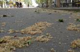 «Борьба с платаном»: николаевцы просят власти города проводить влажную уборку улиц