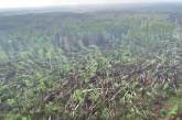 В Украине смерч повалил 100 гектаров леса. Видео