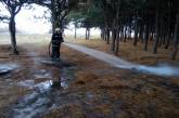 На Николаевщине подожгли лес: пожар распространился на 1 гектар
