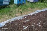 На Николаевщине тысячи пчел погибли после обработки полей химикатами