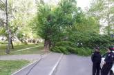 В Николаеве аварийный тополь упал на проезжую часть возле школы