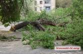 В николаевском дворе рубят деревья: жители забили тревогу