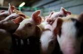 Под Винницей из-за эпидемии сожгли более тысячи свиней
