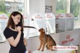 В Николаеве проходит международная выставка кошек. ФОТО